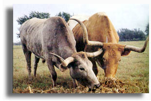 The beloved Texas Longhorns.